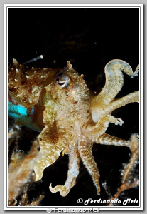 Cuttlefish (Sepia officinalis). by Ferdinando Meli 